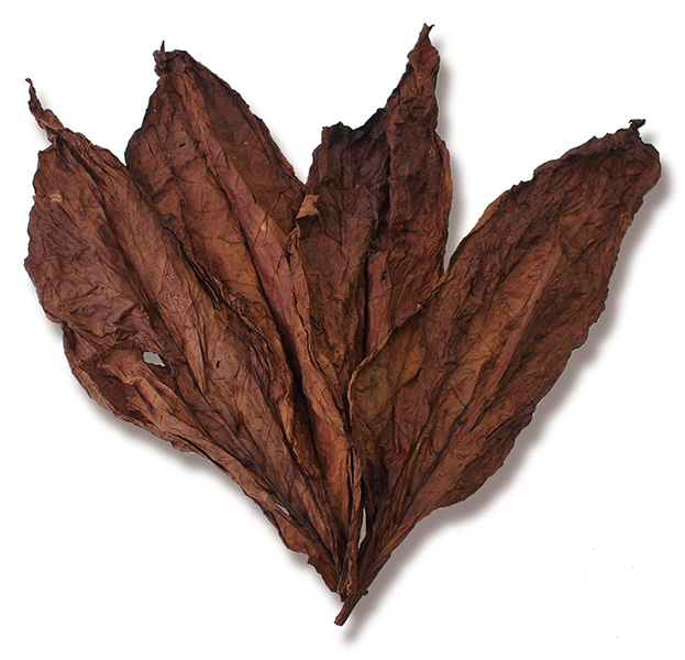 Dark Fire-Cured Tobacco